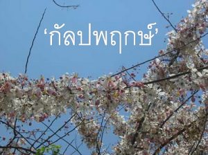 %e0%b8%81%e0%b8%b1%e0%b8%a5%e0%b8%9b%e0%b8%9e%e0%b8%a4%e0%b8%81%e0%b8%a9%e0%b9%8c_signature